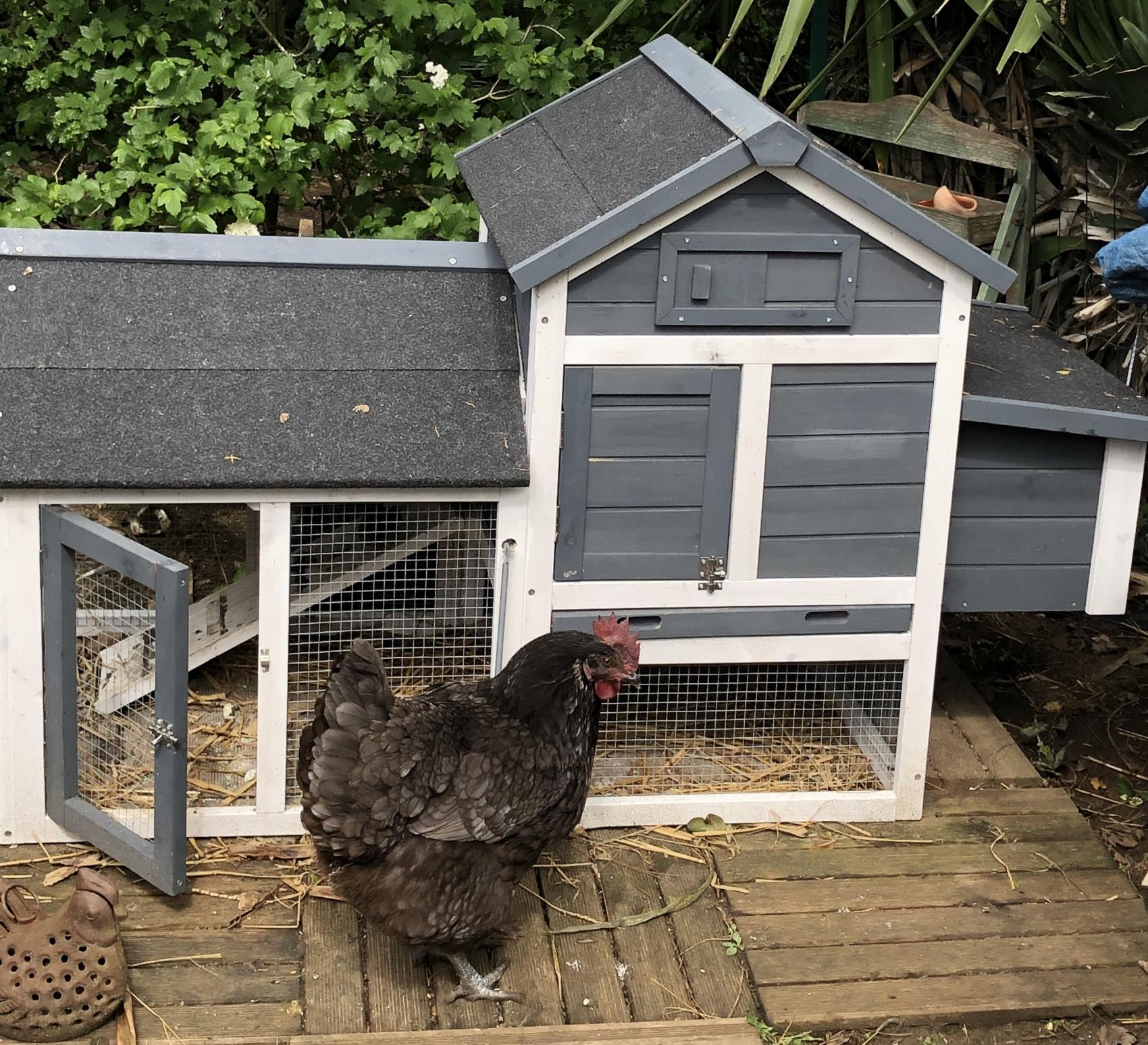 Gallinero de madera, 3 gallinas - Oceania