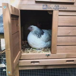 Poulailler En Bois Anthracite Galinette 3 Poules Cage à Poule Avec