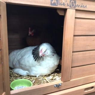 Poulailler En Bois Anthracite Galinette 3 Poules Cage à Poule Avec